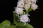 Pink thoroughwort